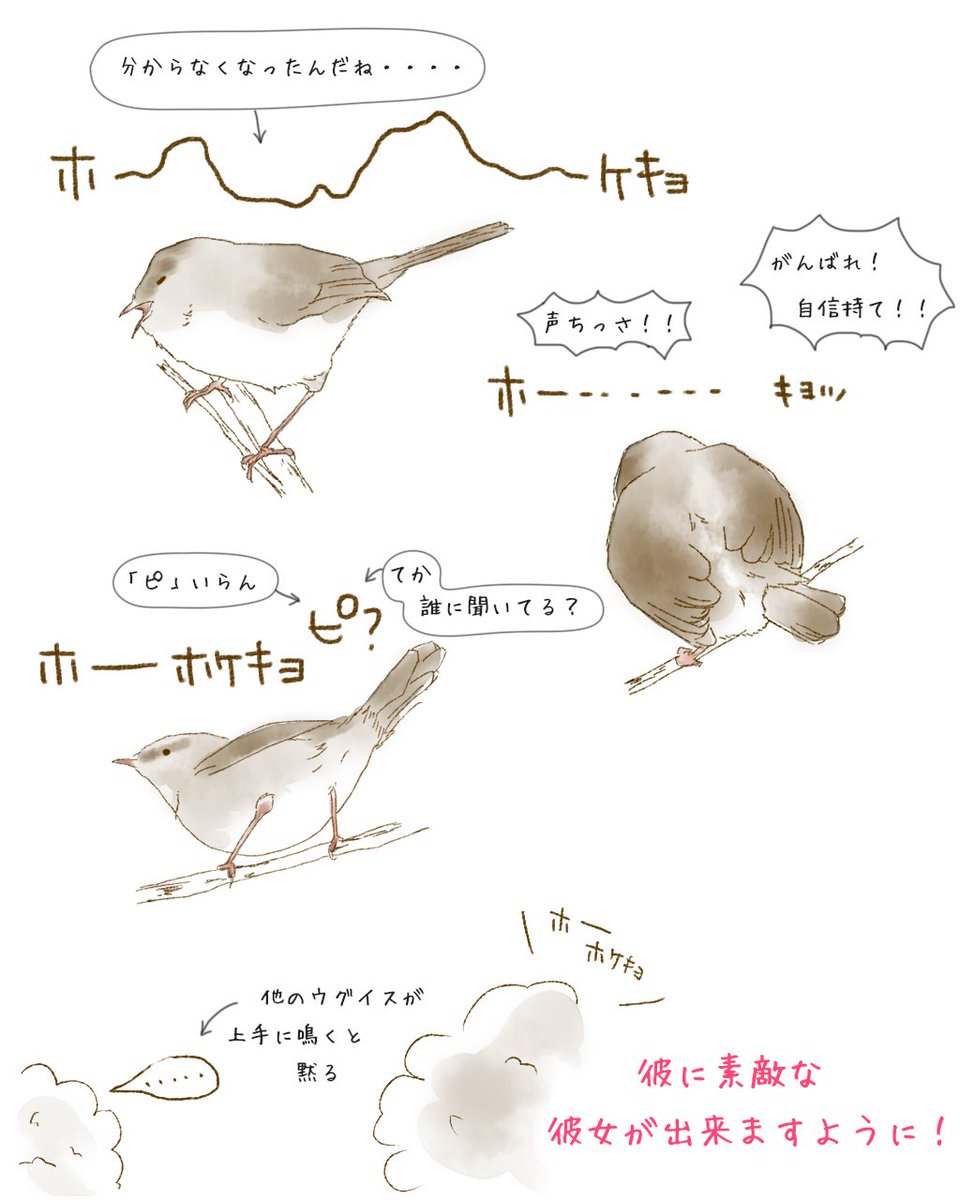 下手くそなウグイスが可愛すぎて話題に ウグイスの鳴き声は練習して上手くなるのだ Togetter 下手くそなウグイスが可愛すぎて話題に ウグイスの鳴き声は練習して上手くなるのだ Togetter