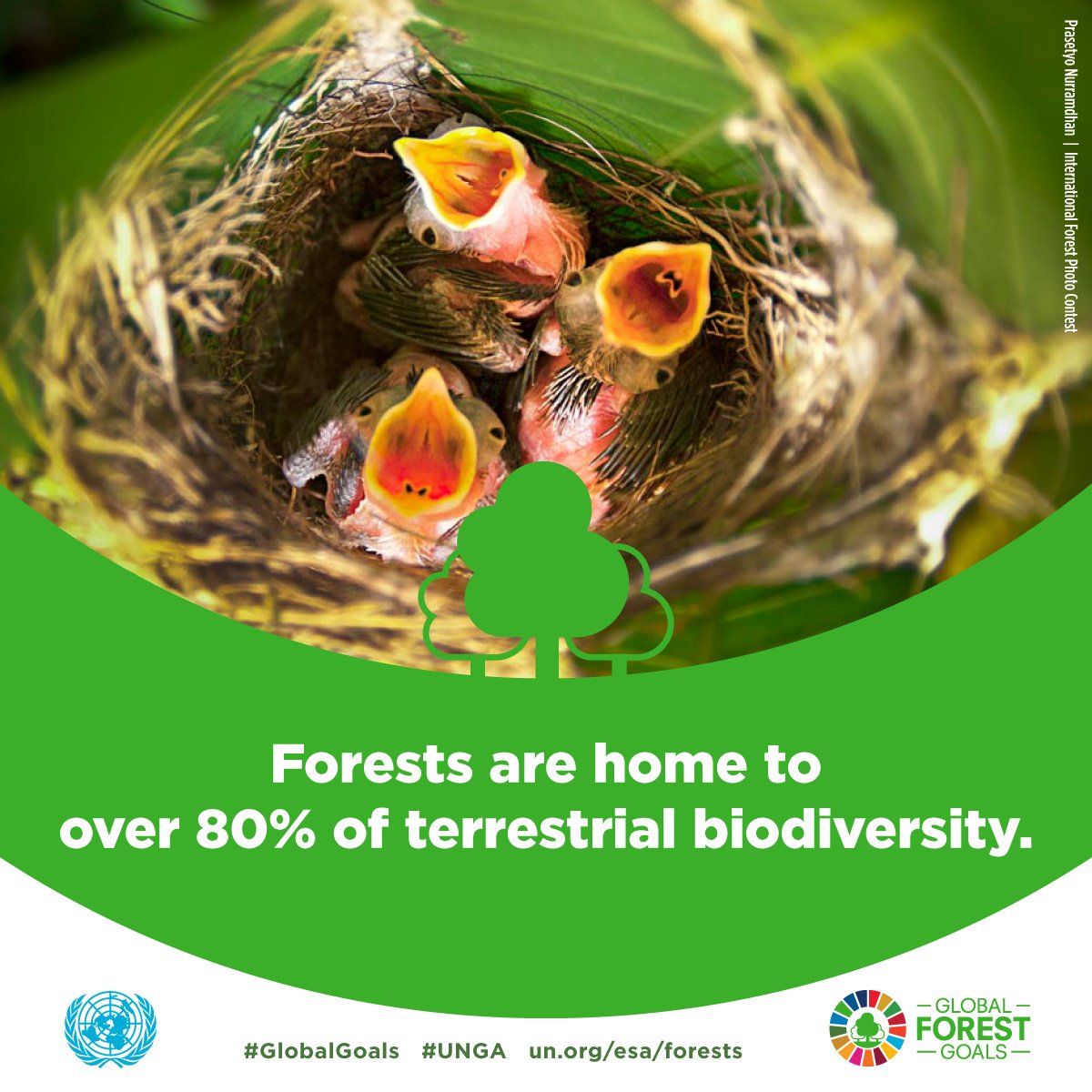 UNEP's tweet image. Sustainably managed forests are healthy, resilient &amp;amp; renewable ecosystems and life depends on them: bit.ly/2p3kysV #UNForests