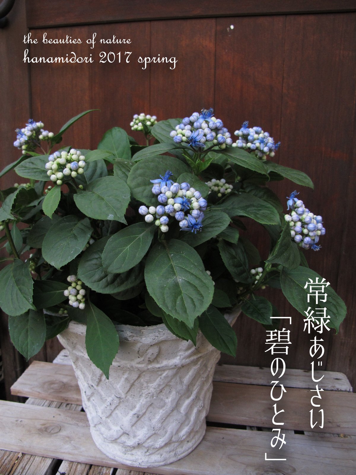 園芸専科 花見鳥 Hanamidori 常緑あじさい 碧のひとみ 常緑あじさい アジサイ 碧のひとみ 碧の瞳 園芸 植物 さいたま市 南浦和 浦和 さいたま市 花見鳥 T Co S4nc7vlnib Twitter 園芸専科 花見鳥 Hanamidori 常緑あじさい 碧のひとみ 常緑あじさい アジサイ 碧のひとみ 碧の瞳 園芸 植物 さいたま市 南浦和 浦和 さいたま市 花見鳥 T Co S4nc7vlnib Twitter