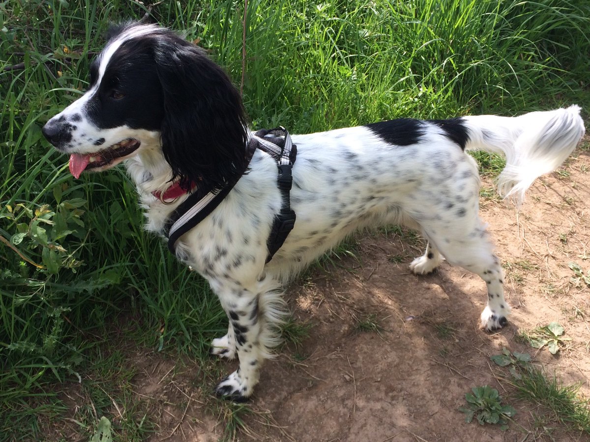 CosyDogs's tweet image. Dear Kevan,
  Many thanks for your excellent customer service,
   
  Kind regards
   
  Tracey Marsh