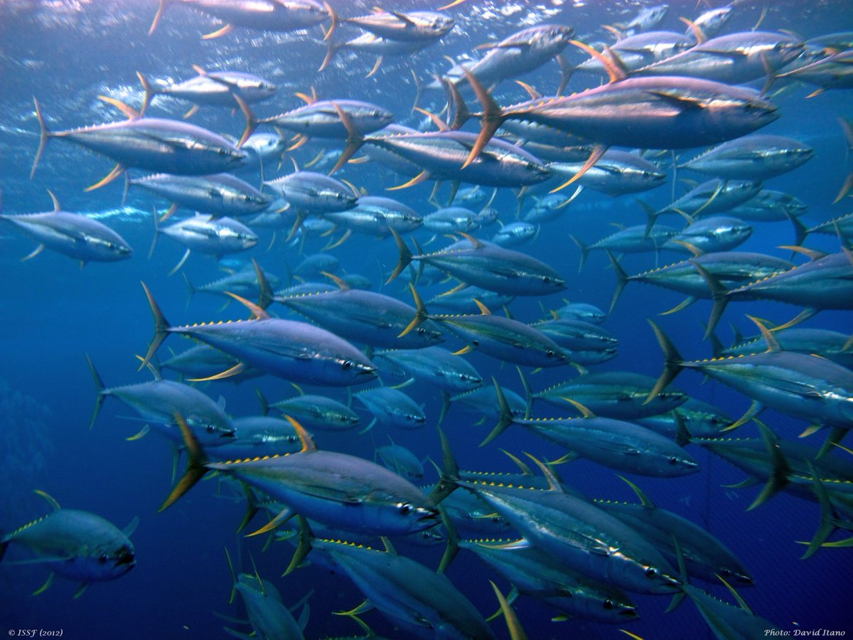 Tuna global wwf insights leader World Tuna Day on Twitter: "Happy #WorldTunaDay! Celebrate it today and