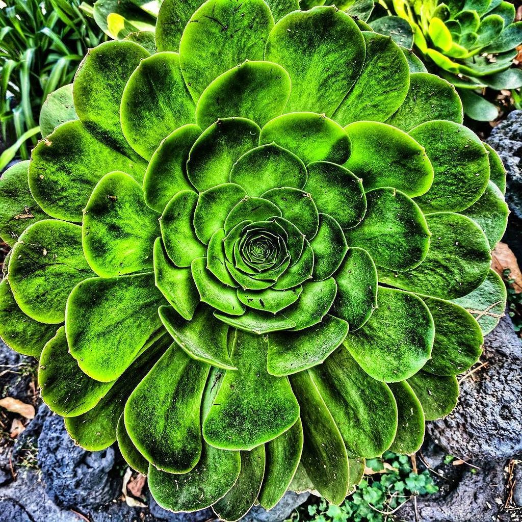 bph's tweet photo. Nature's pattern found in Frida Kahlo's garden #casaazul #circle #cactus #arttravel #fridasgarden #pattern #bestofd… https://t.co/F8p01V7U5p