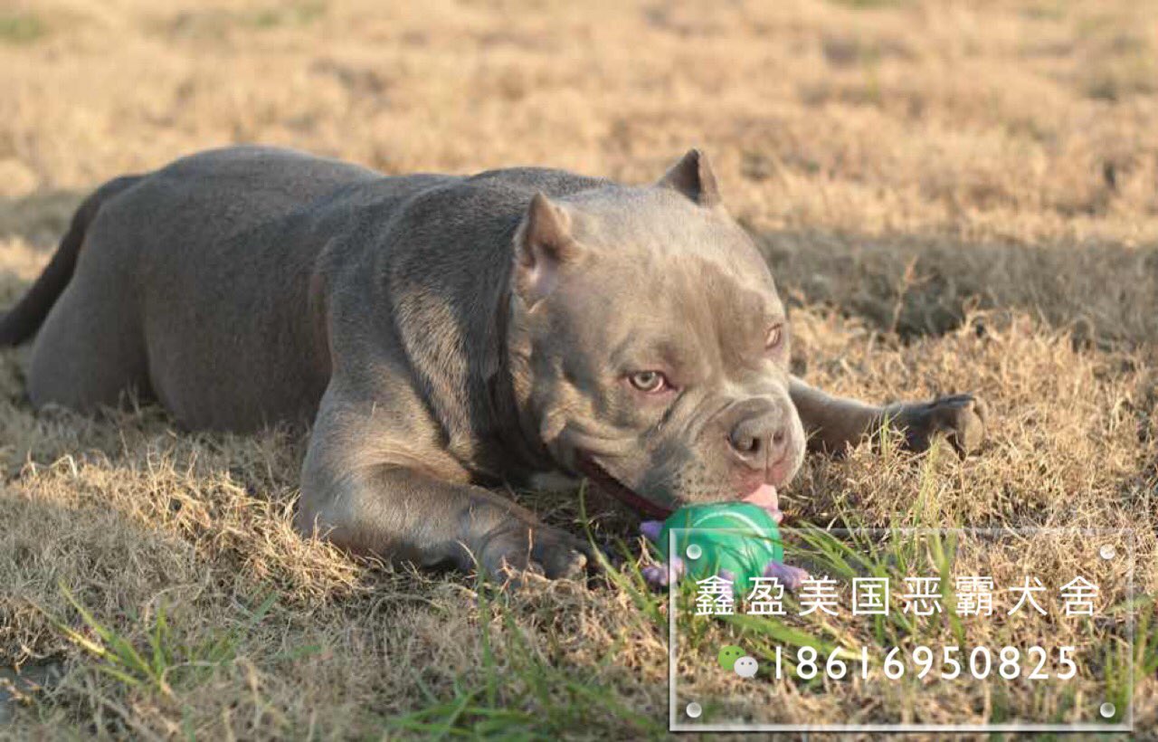 鑫盈美国恶霸犬舍on Twitter Peggy Is 5months Old Your Father Is The Greatest Son Of Miaji According To The Trend You Will Be The Greatest Granddaughter T Co Rwzoviriyg Twitter