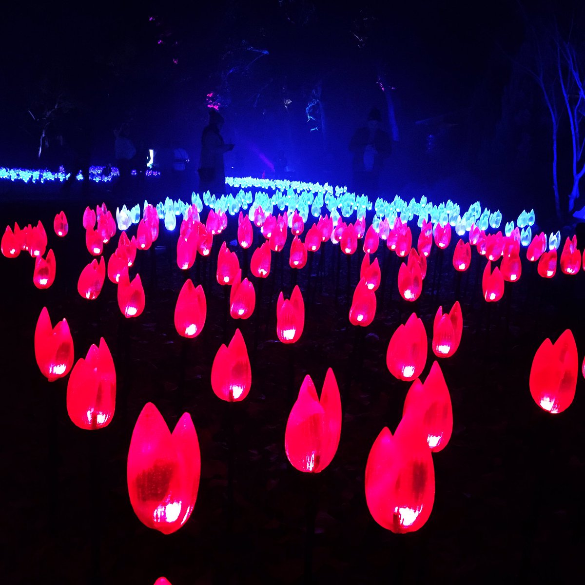 HeatherStormTV's tweet photo. Enchanted Forest of Light #DescansoGardens #holidaylights #happyholidays #beautifullights #california #locallights https://t.co/ZWjWe9wX25
