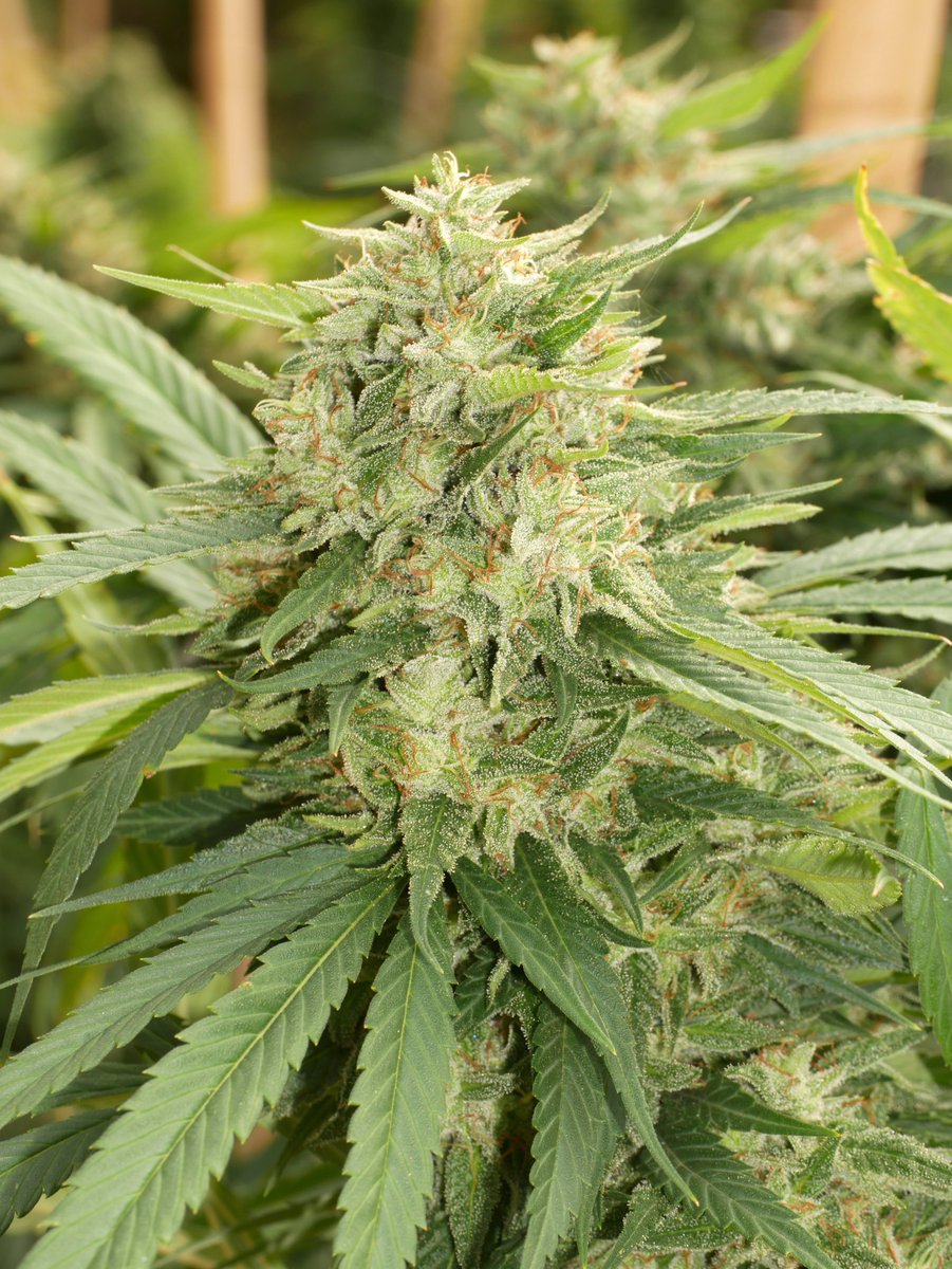 Feature: OG Chemdog BX2.2. Another beautiful strain from our OG Chemdog mom w/ influence from 1 of our favorites: the 5G’s Yellow F1.