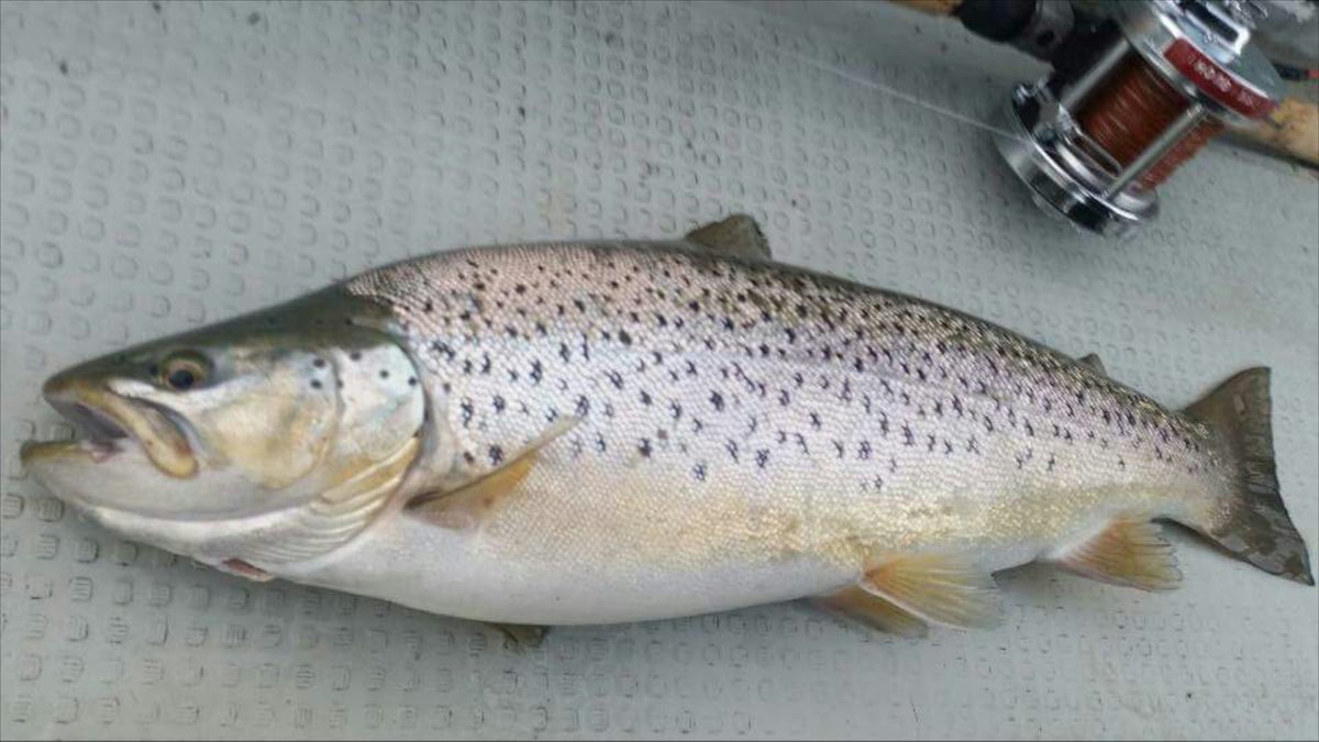 滝太郎 今年の印象深いお魚は中禅寺湖のブラウントラウト それほど大きくないけどコンデション抜群でした レッドコアのトローリング50ヤード出し 船速4 2km ドジャー無し 橋村ルアー 6cm 牛ツノスプーン 来年は大きなレイクトラウトが釣りたいなw 滝太郎 今年の印象深いお魚は中禅寺湖のブラウントラウト それほど大きくないけどコンデション抜群でした レッドコアのトローリング50ヤード出し 船速4 2km ドジャー無し 橋村ルアー 6cm 牛ツノスプーン 来年は大きなレイクトラウトが釣りたいなw