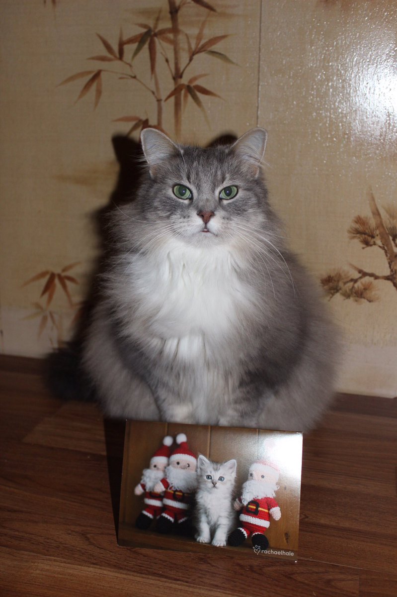 QueenPeaches38's tweet photo. #ThankYou Lisa Broshar for the cute #ChristmasCard 😺 🌲 🎅🏻 #happyholidays #december2016 #meow #puff #mailman #candapost #fesitivities #animal https://t.co/xAFXWWw7mC