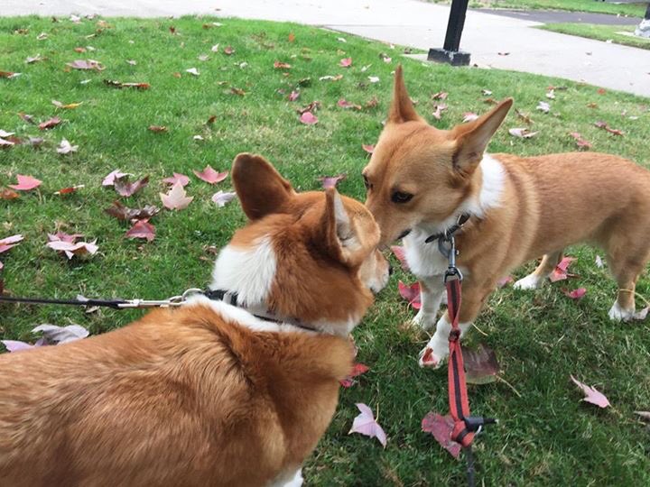 michelleeezhang's tweet photo. 2016 took @SutterBrown -California's first dog. Colusa, you're up. #RIPSutterBrown https://t.co/VuKpE5nxVl