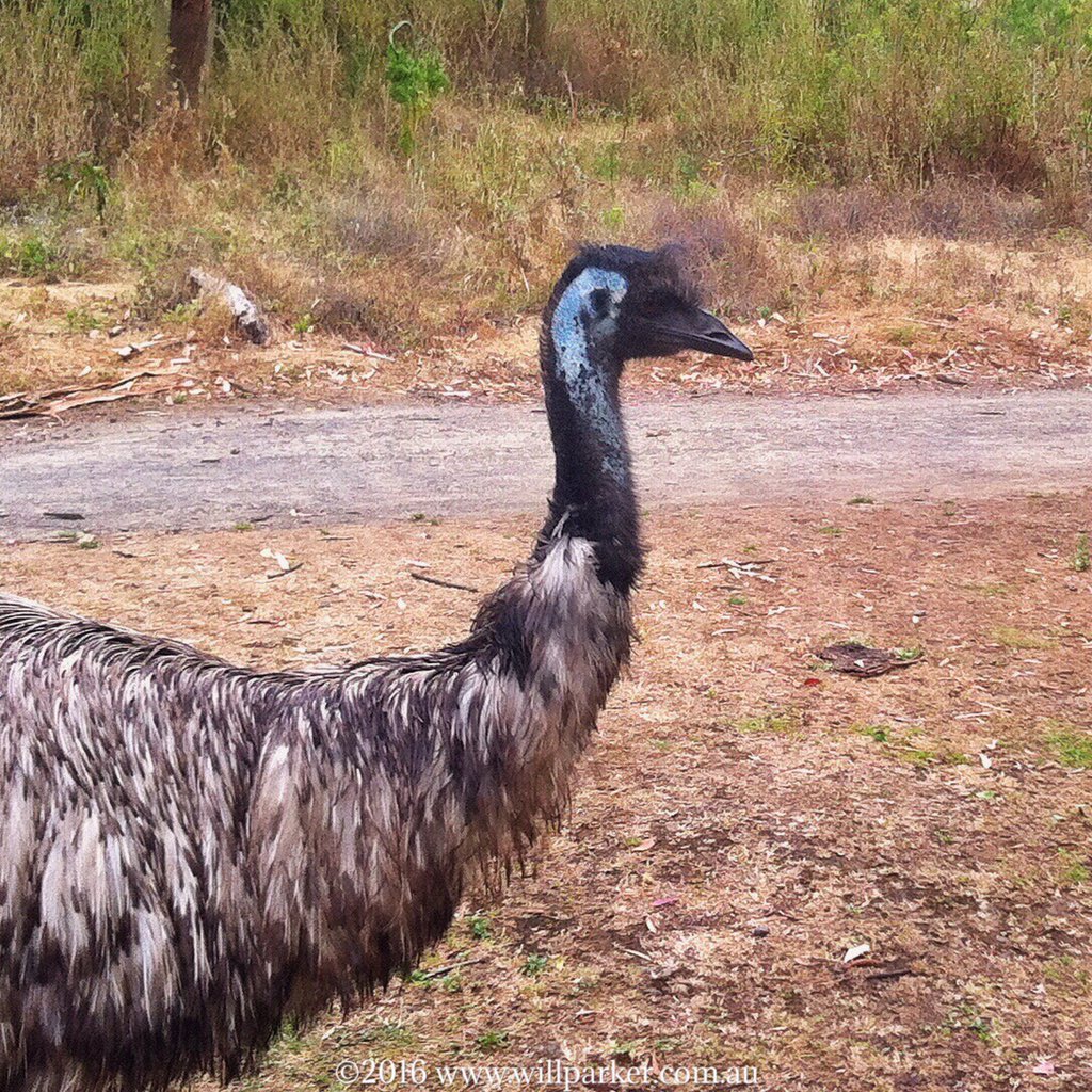 There's some serious competition for your lunch at #Towerhill NP b/w #Warrnambool &amp; #Portfairy in western #Victoria #seeaustralia