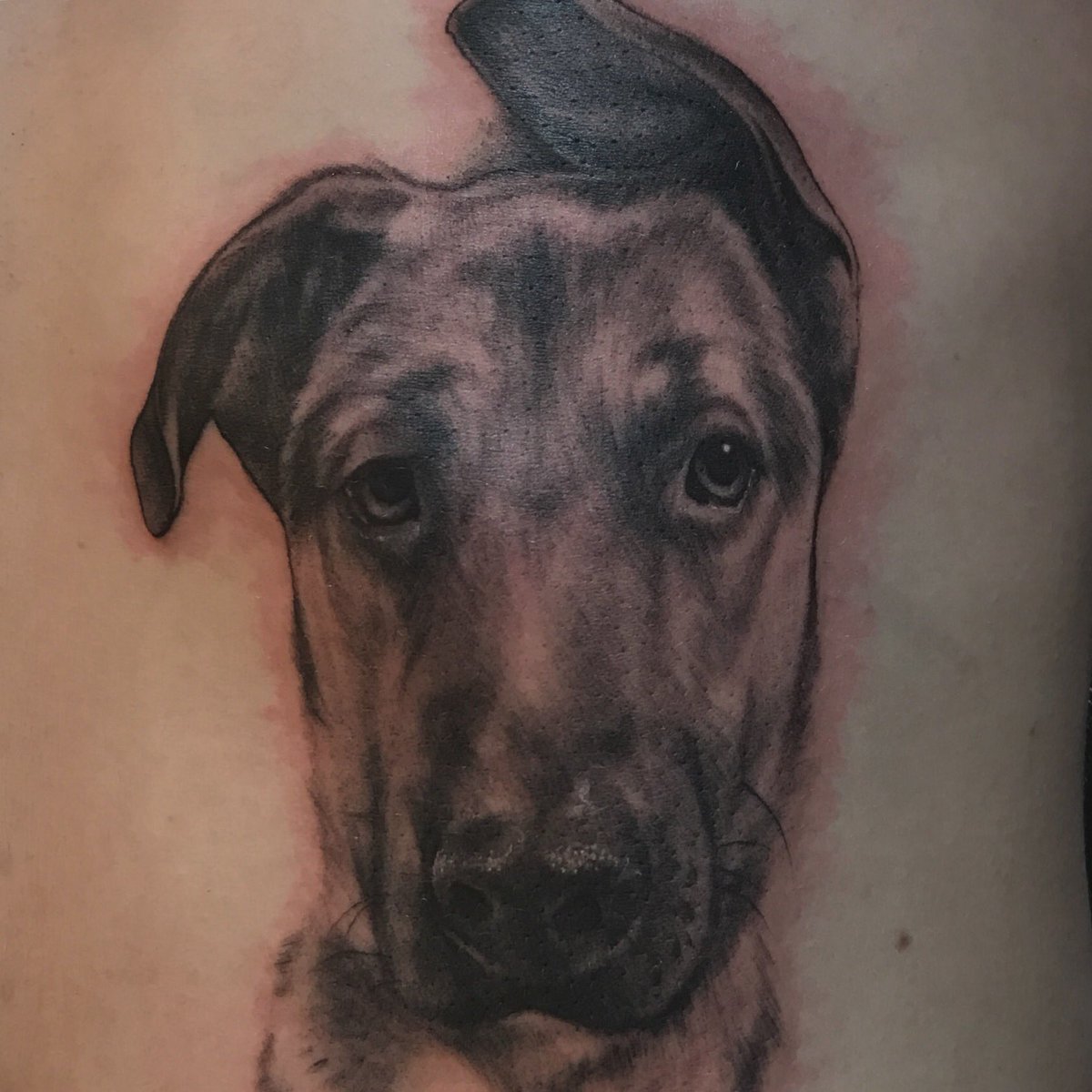 Von D on Twitter: "I love tattooing pet portraits. ❤ https://t.co/UBe1FPpEsm" / Twitter