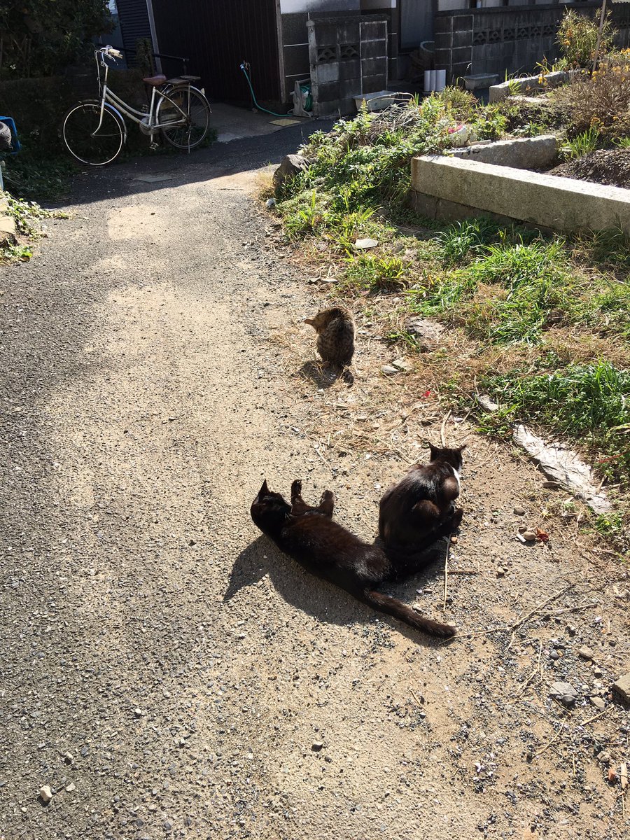 ortsk's tweet photo. 福岡の相島という猫島に行ってきました。人間慣れしててお触りし放題(*´д`*)ﾊｧﾊｧ https://t.co/C8BmxxiZvS