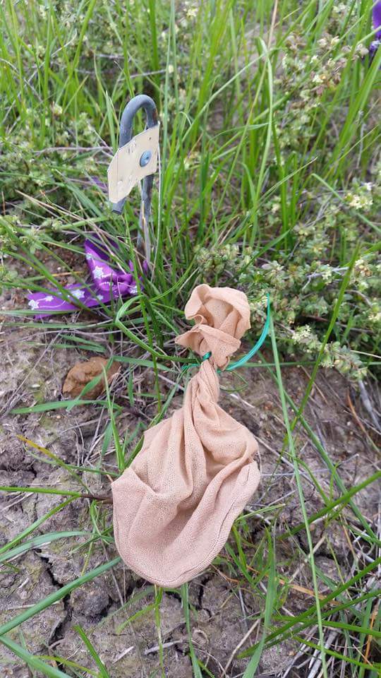 MtRothwell's tweet photo. Planting, monitoring, seed collection and protection of critically endangered Pimelea spinescens #rothwells2016achievements (5/20) https://t.co/7UAM5vKzPc