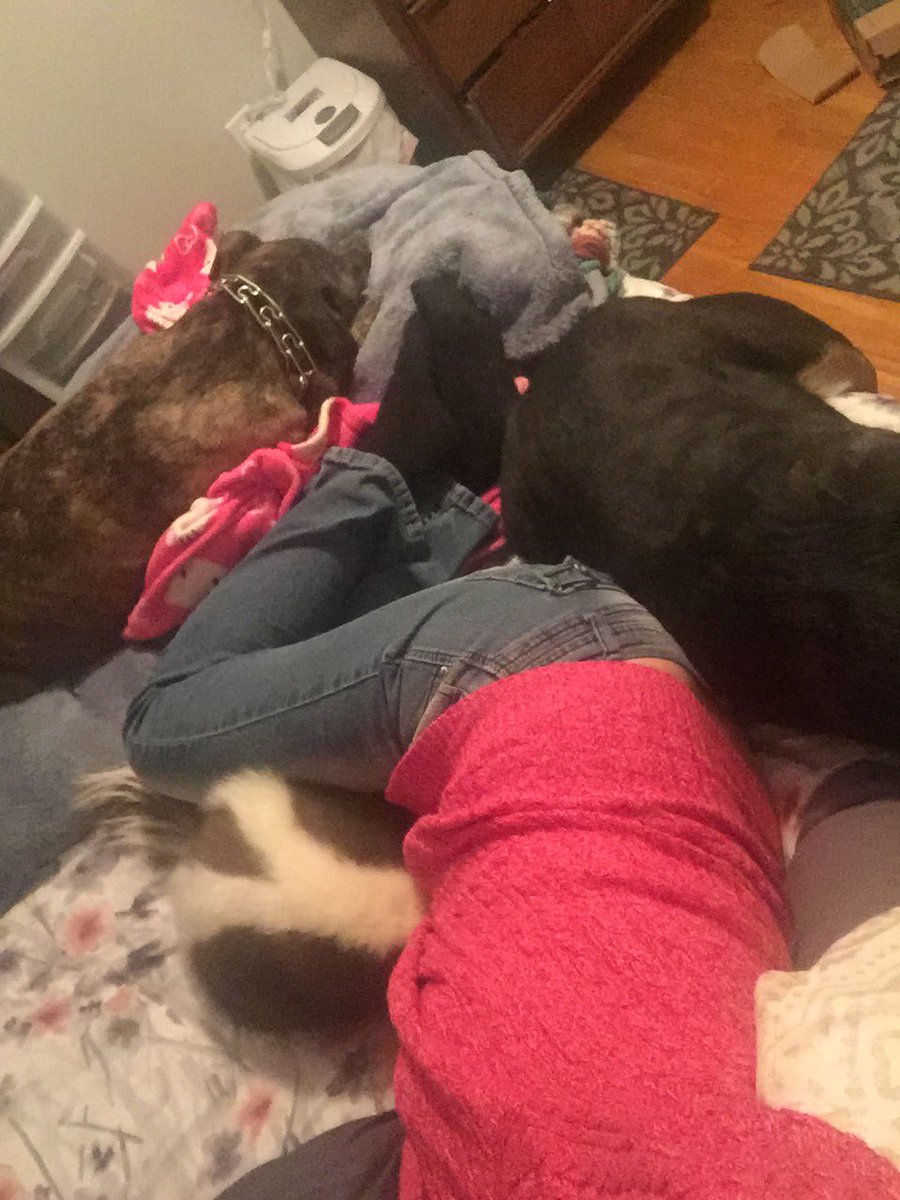 4evernlove499's tweet photo. Furry Love #warmwinternight #ilovemypets #petskunk #doglover https://t.co/d9yObwflvn
