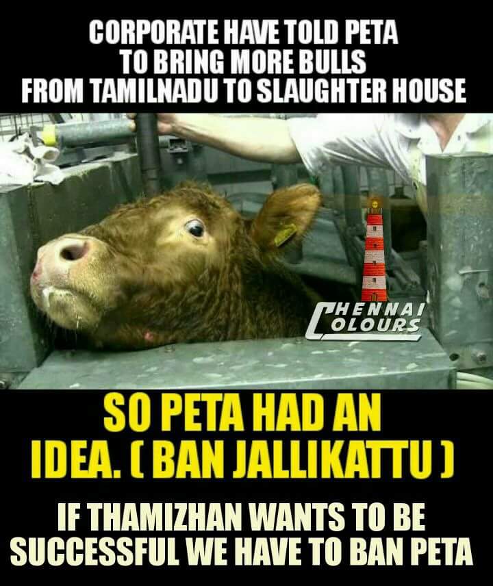 Ajay_strange's tweet photo. #BanPeta #TNneedsJALLIKATU @hiphoptamizha @MemesChennai @Ban_Peta_India @ActorSethupathy @Arunrajakamaraj @PetaIndia #FuckoffPETA https://t.co/ydE6lO2qpG