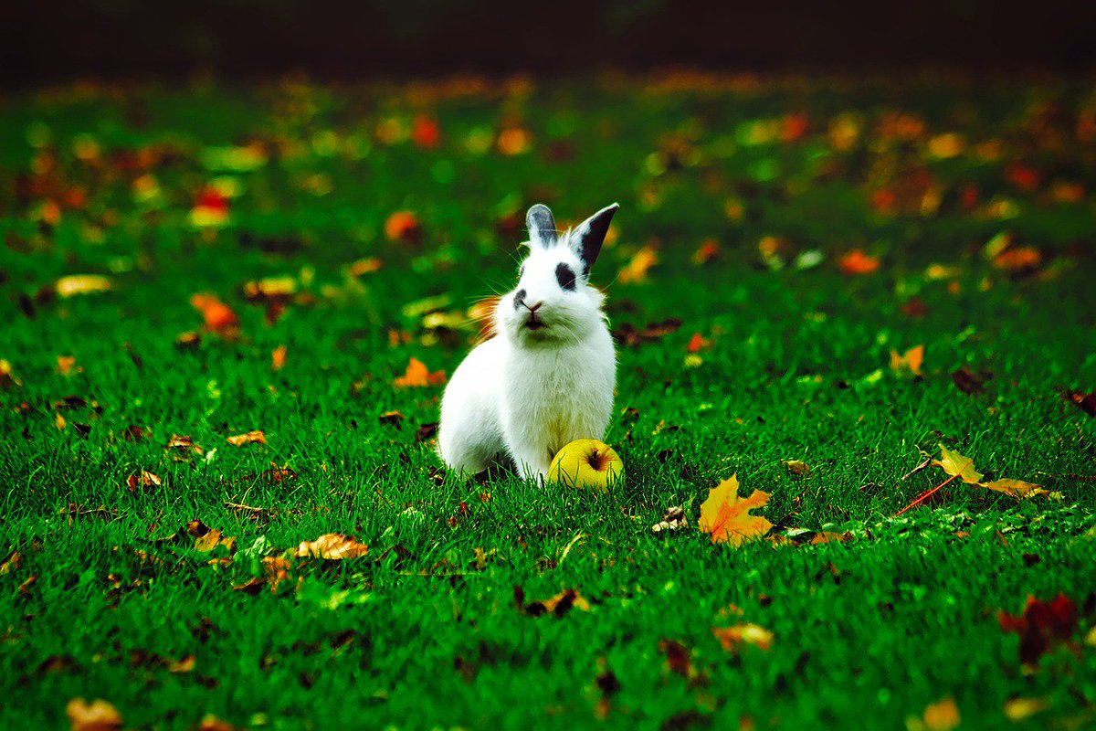 Pika Pics tweet media