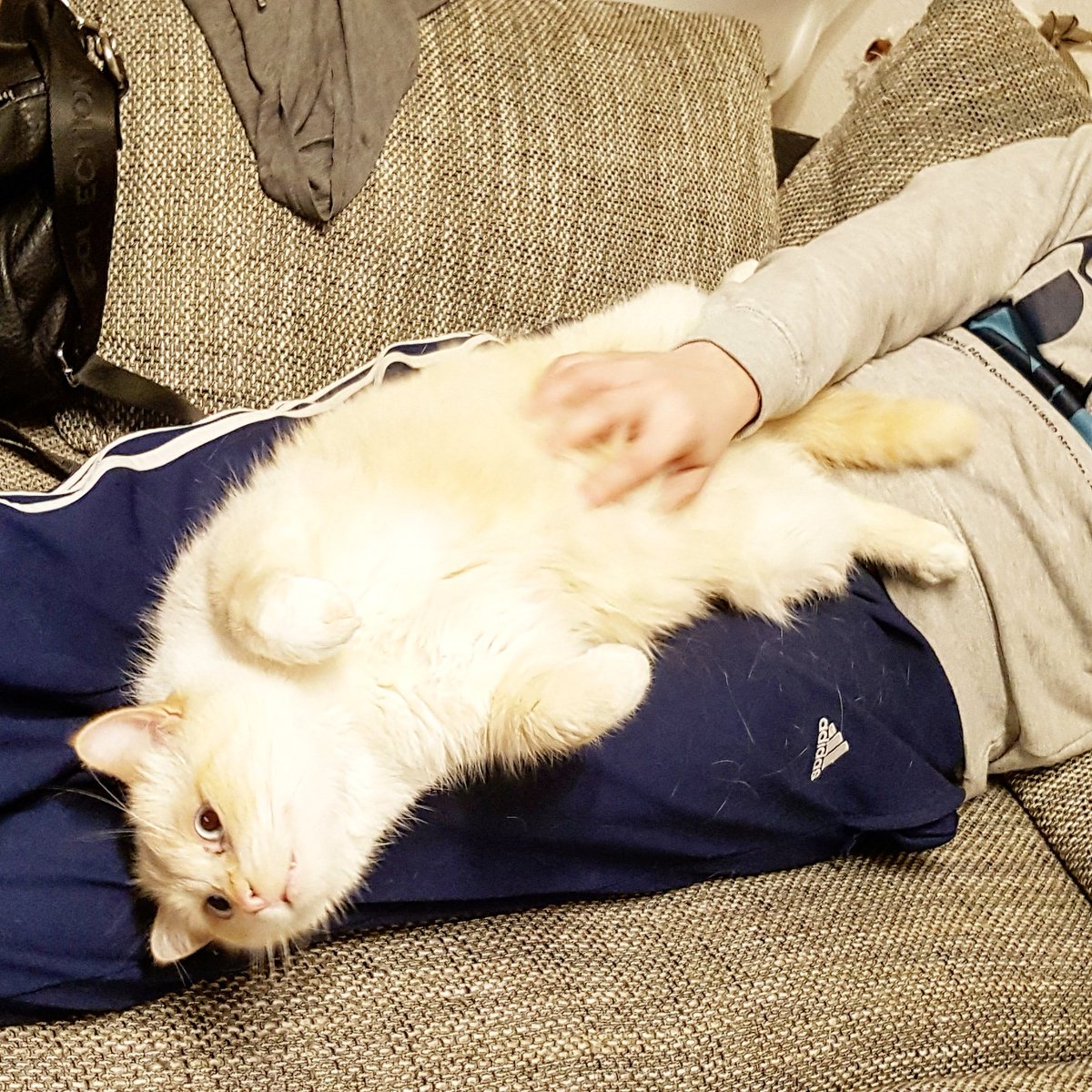 ChuckyDsLittleS's tweet photo. Von Papa verwöhnen lassen:)

#catsphoto #kitty #kitten #cat #cats #katze #katzenfreunde #mietze #katzenbilder #catpics #pet #mycat #blog https://t.co/hFPED7z7t9