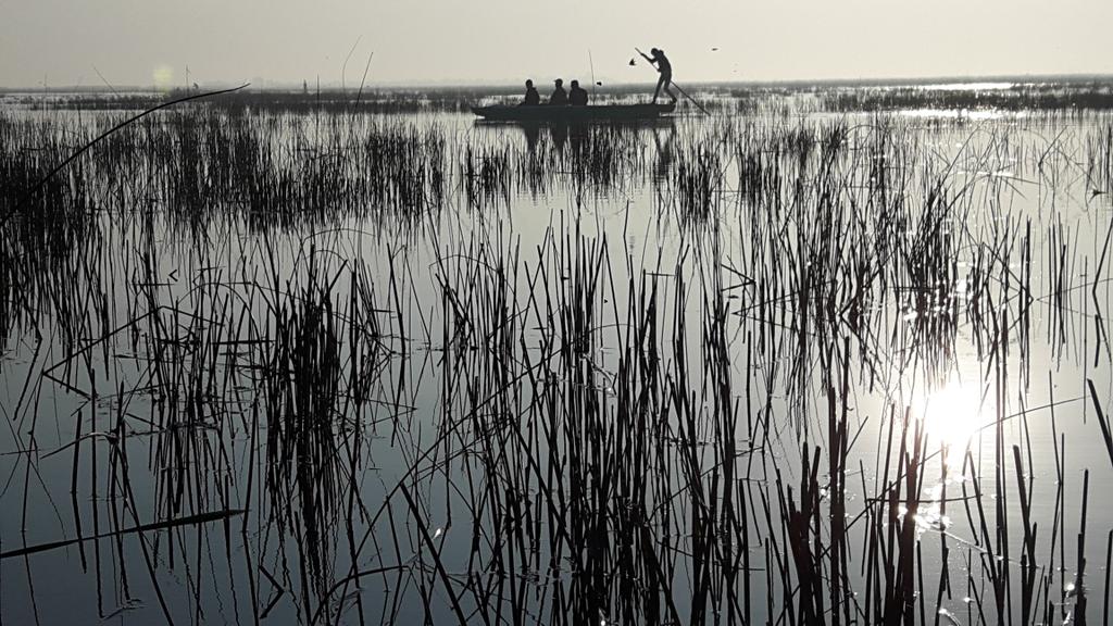 charukesi's tweet photo. A morning with the #flamingos at #Nalsarovar lake nearby #Ahmedabad #birdwatching #migratorybirds https://t.co/19c3eMQKVf