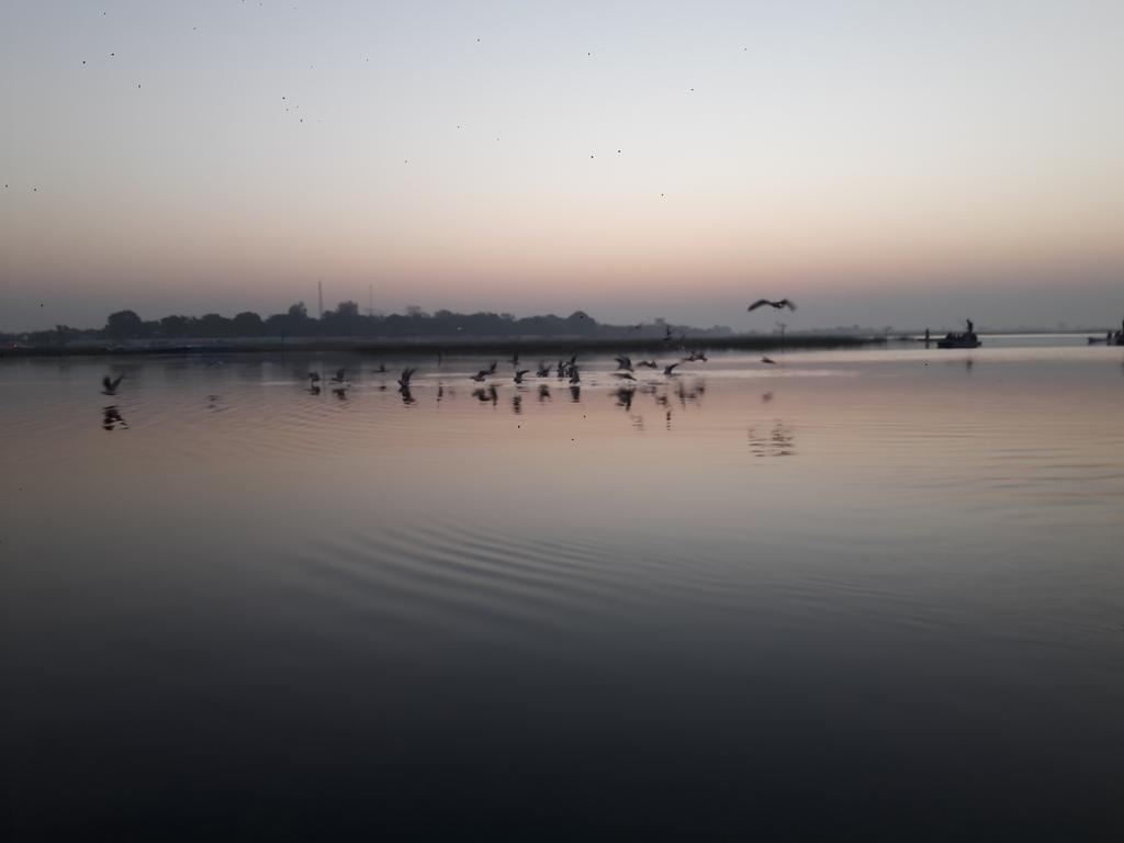 charukesi's tweet photo. A morning with the #flamingos at #Nalsarovar lake nearby #Ahmedabad #birdwatching #migratorybirds https://t.co/19c3eMQKVf