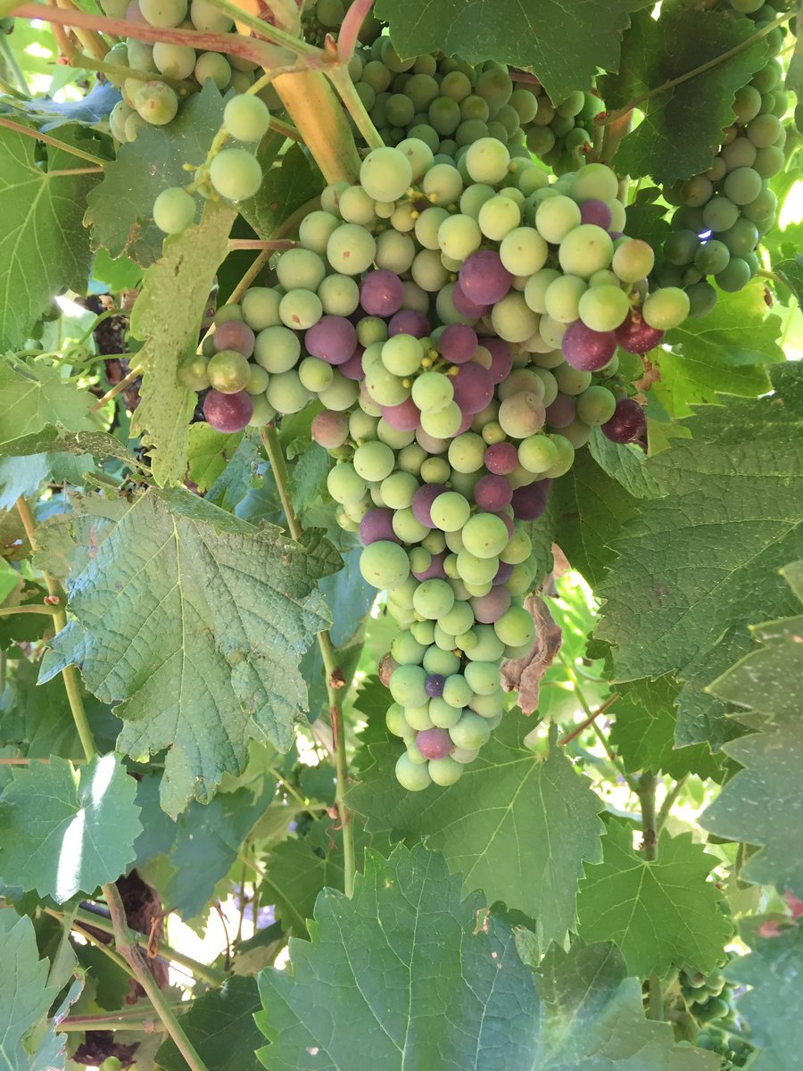 Good to see the Mataro starting verasion #v17