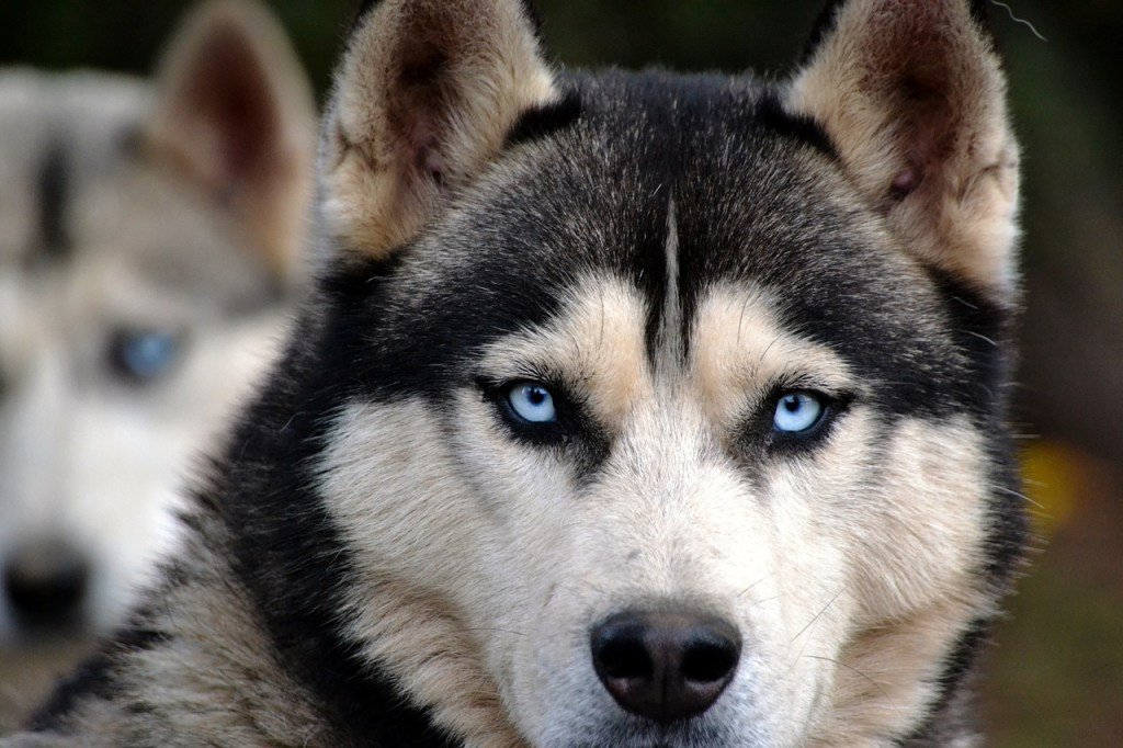 BoKnowsDogs's tweet image. #Nursing #Husky boknowsdogs.com/nursing-husky/