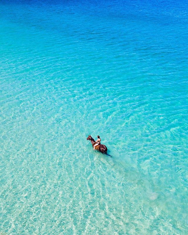 It's not just humans that enjoy the blissful beaches of <a href="/ExperiencePerth/">Perth</a> 🐎 (via IG/saltywings)