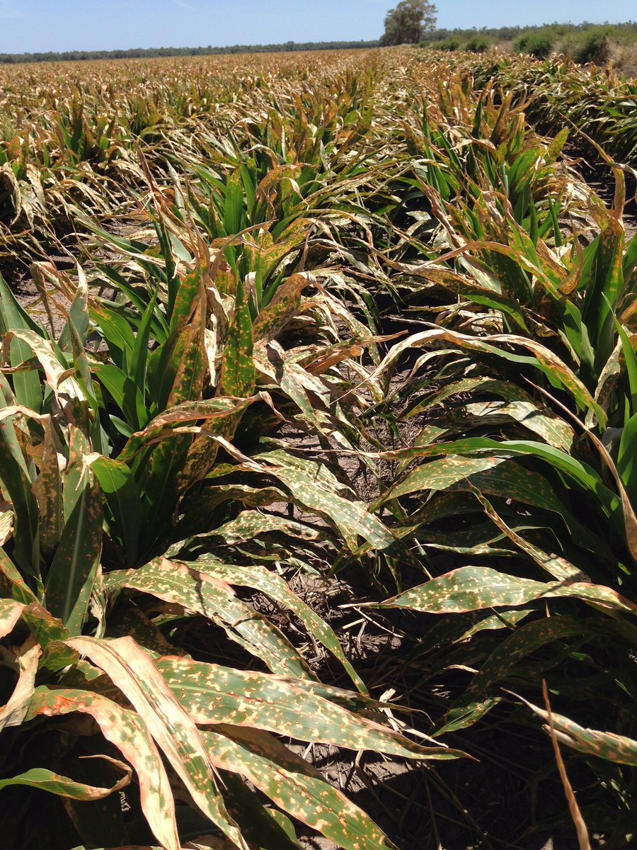 mcgregorgourlay's tweet photo. Inversion + paraquat + sorghum #spraydrift #mcgregorgourlay https://t.co/f5Xomd0pOB