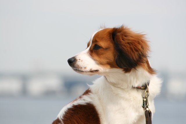 世界のワンちゃん図鑑 コーイケルホンディエ オランダ産の中型犬 日本にはまだ100犬ほどしか いないそうです 性格は人懐っこくて飼い主に忠実な子が 多いそうです 世界のワンちゃん図鑑 コーイケルホンディエ オランダ産の中型犬 日本にはまだ100犬ほどしか いないそうです 性格は人懐っこくて飼い主に忠実な子が 多いそうです