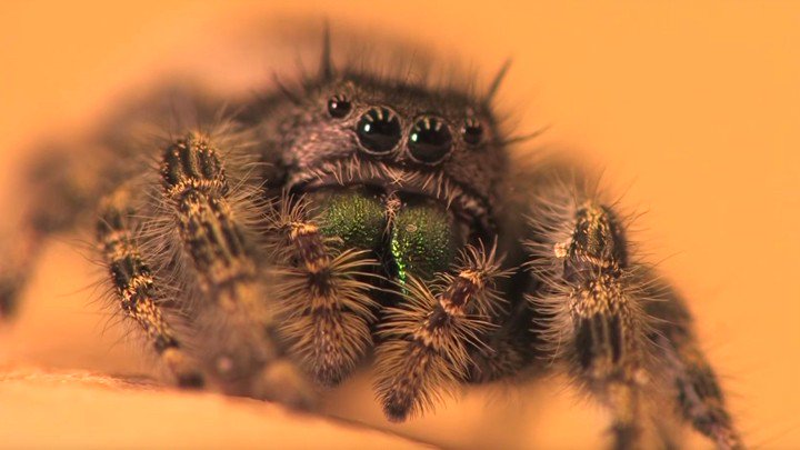 Slate's tweet photo. Spiders can hear you enterting a room. Seriously, watch it happen: https://t.co/z7fOAmAuqA https://t.co/zCIfQi6yPN