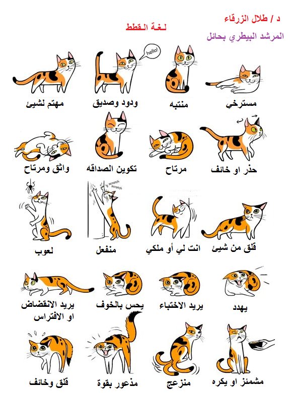 د / طلال on Twitter: "لغة القطط#التعامل مع القطط# https://t.co/gWBLPazeb5"  / Twitter