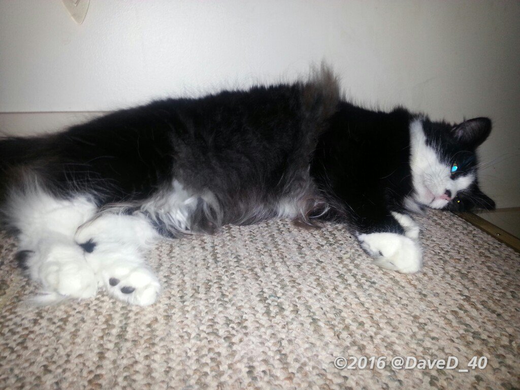 Nina says "Good Morning Twitterworld! Farewell #DebbieReynolds and thanks for all the smiles! Have a peaceful #fluffyfursday today!" 💕🐾🐱🐾💕