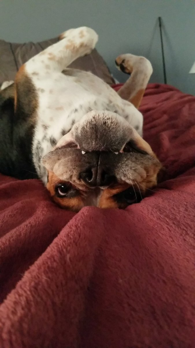 Jake_Chapman6's tweet image. My dog is literally the best!