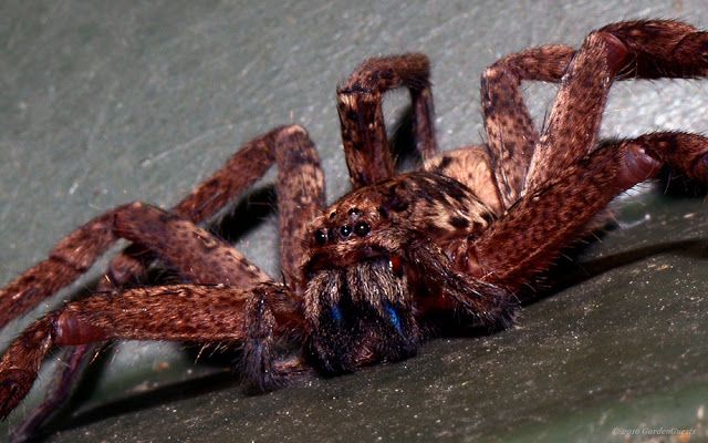 Garden_Guests's tweet photo. Wildlife Photography In Quotes. A new #GardenGuests post: Click here to read https://t.co/IUOZAlyUSt https://t.co/YCEL8XtudZ