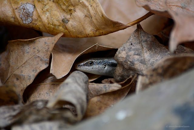 Garden_Guests's tweet photo. Wildlife Photography In Quotes. A new #GardenGuests post: Click here to read https://t.co/IUOZAlyUSt https://t.co/YCEL8XtudZ