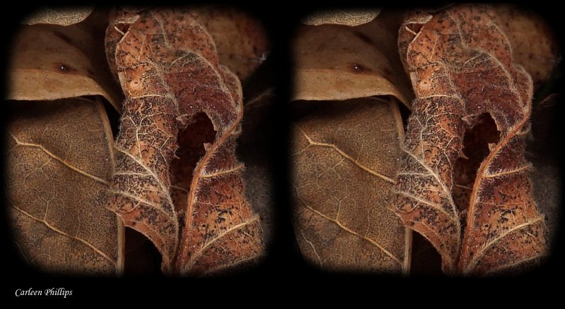 SoNPhotography's tweet photo. Second of two stereos for today. Continuing the "fallen leaves" theme. #500pxrtg #3D #stereoscopy #parallelview #owlviewer https://t.co/S0YvSuFMJY