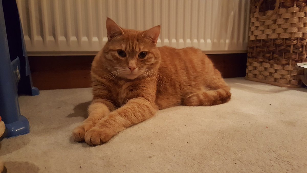 Johnny_coolcat's tweet photo. Warming up my buttocks by the radiator https://t.co/xd7suITKLd