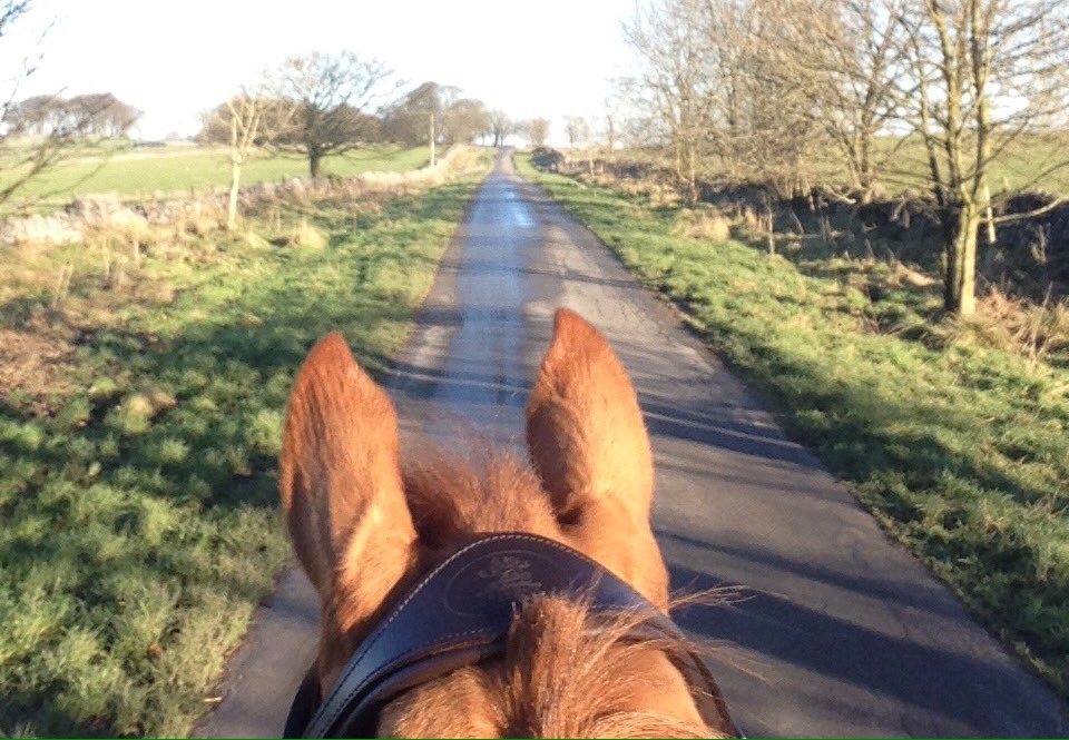 ArdernEventing's tweet photo. My fave ears heading up the road🍊🐴 https://t.co/4h7Mb0HBuV