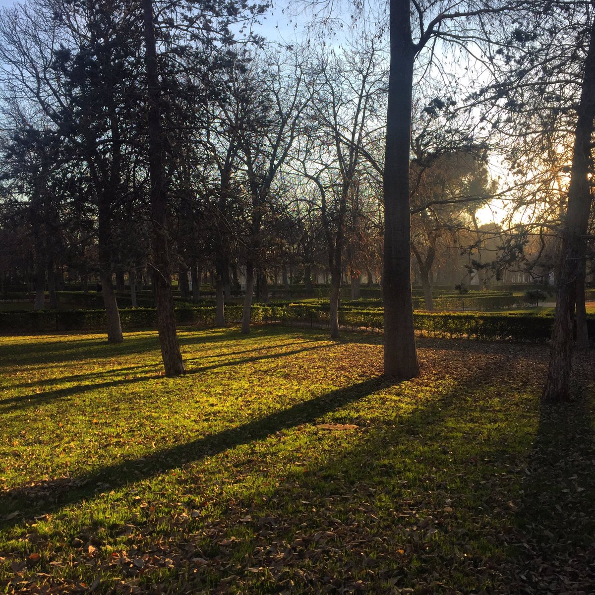 MoraimeT's tweet photo. Buenas tardes de invierno en El Retiro madrileño

#garden #elretiro #jardin #gardener #fuente #fountain #madrid #parquedelretiro #spain https://t.co/KyvUlueNi9