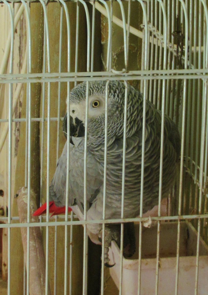 sabermoh4's tweet photo. #parrot in a cage
#bird #birding #beautiful #nature #photo #photography #NaturePhotography #500px #500pxrtg
for more check my @500px account https://t.co/VNoS70lkrZ