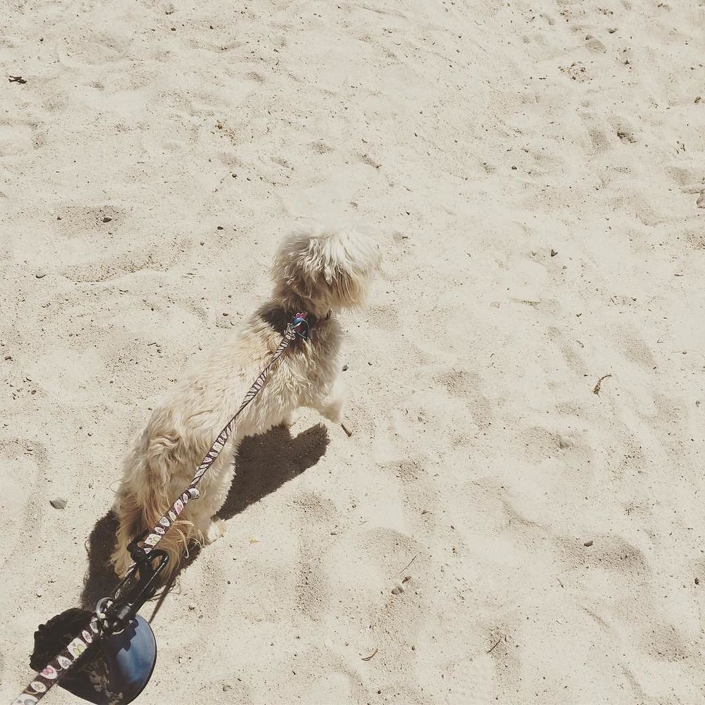 Cataluna6's tweet photo. Paw is up, but she likes the sand. #maggie #firsttriptothebeach #instapuppy #dogsofinstgra… https://t.co/8DQTbXjFhR https://t.co/llOUjn59gk