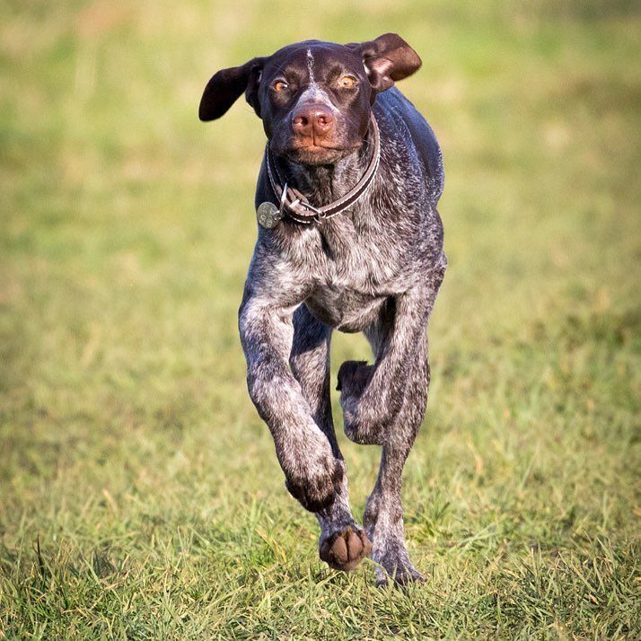 DogPhotosUK's tweet photo. Lovely Isla, she's only 5/6 months so still got to grow into her long legs. #gsp #germanshorthairedpointer #dogphot… https://t.co/D0J4P7doc8