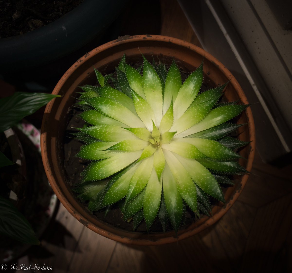Дотроосоо гэрэл цацруулдаг цэцэг маань дэлгэгдээд ийм болчихож..гоё цэцэг шүү..