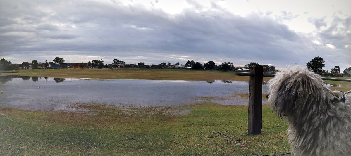 smattox114's tweet photo. #Bacon is wondering where his play ground went. #melbweather #Melbourne #melbourneweather https://t.co/CtCB3pyxcr