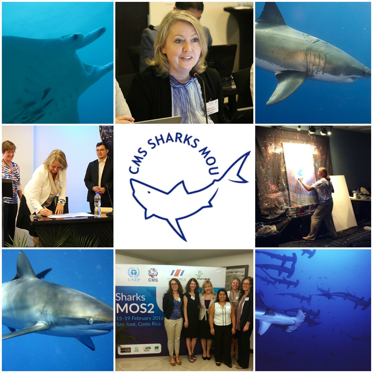 padiaware's tweet photo. #bestof2016 - 22 Shark and Ray Species Added to Scope of Global Agreement @BonnConvention #SharksMOS2 https://t.co/Q5XZ7F15DD #TeamSharks https://t.co/JV3b6G4ZdE
