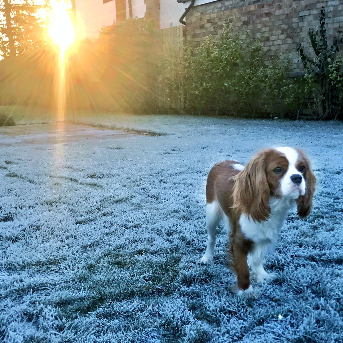OMGitsAliA's tweet image. ☀️🐶❄️