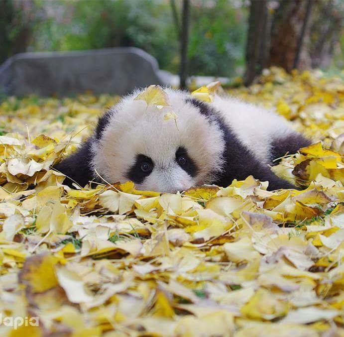 jeffjthompson's tweet image. #panda #ilovepandas #pandabears 🐼❤🐼❤🐼❤🐼❤🐼