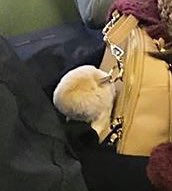 rosieskenken's tweet photo. #PloopPloopAdventure #PloopPloopInRome #EuropeTourNiPloopPloop ๐โค๏ธ๐ https://t.co/SNAasITku0