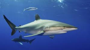 padiaware's tweet photo. #bestof2016 - 22 Shark and Ray Species Added to Scope of Global Agreement @BonnConvention #SharksMOS2 https://t.co/Q5XZ7FiGvb #TeamSharks https://t.co/Cqi0zhKhTq