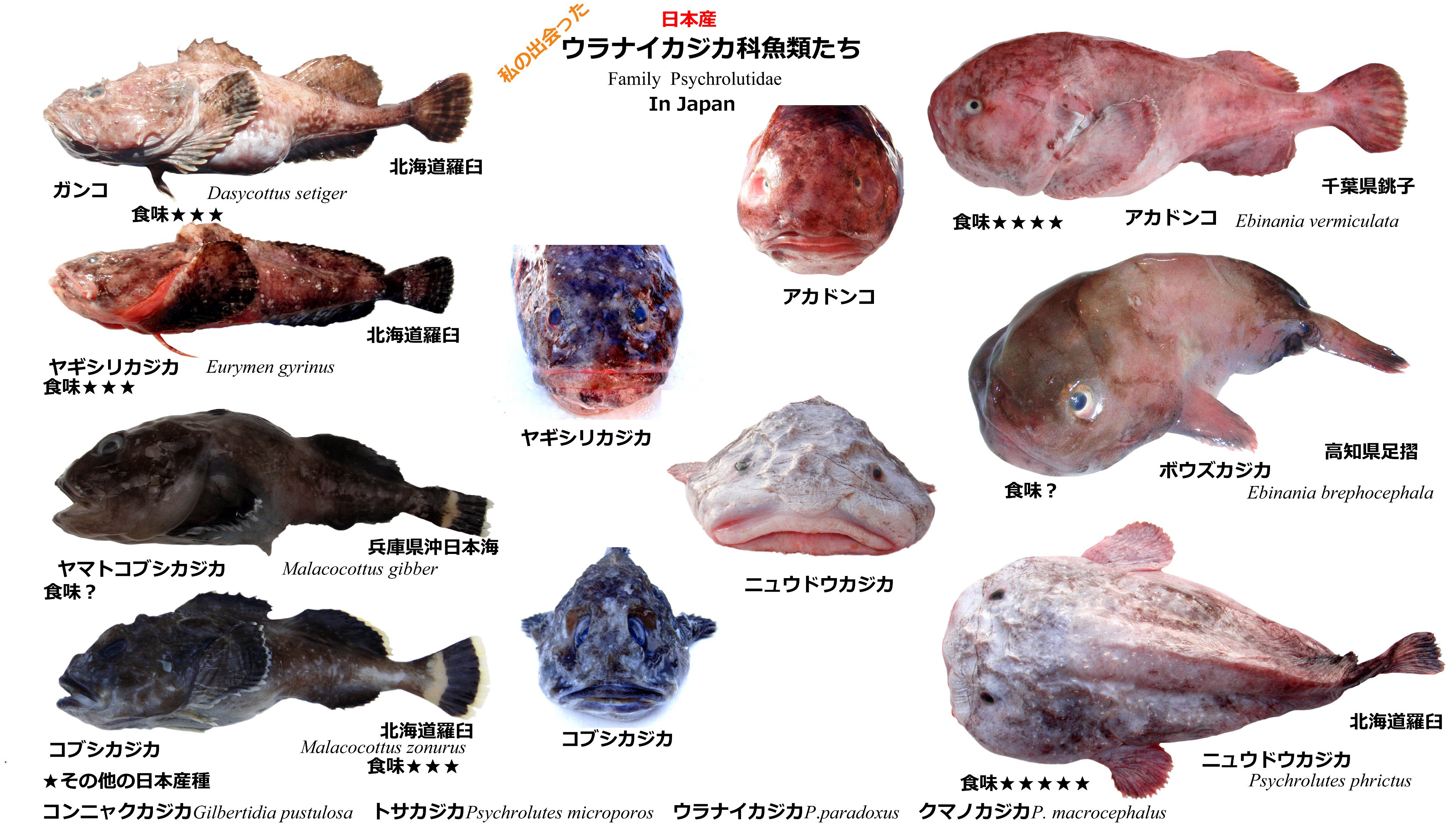Neetsan 私の出会った日本産ウラナイカジカ Blobfish のそっくりさん ニュウドウカジカ も ヤマトコブシカジカとボウズカジカはまだ食べたことがない クマノカジカも欲しい あったらおしえてー T Co Mlb23gttay Twitter