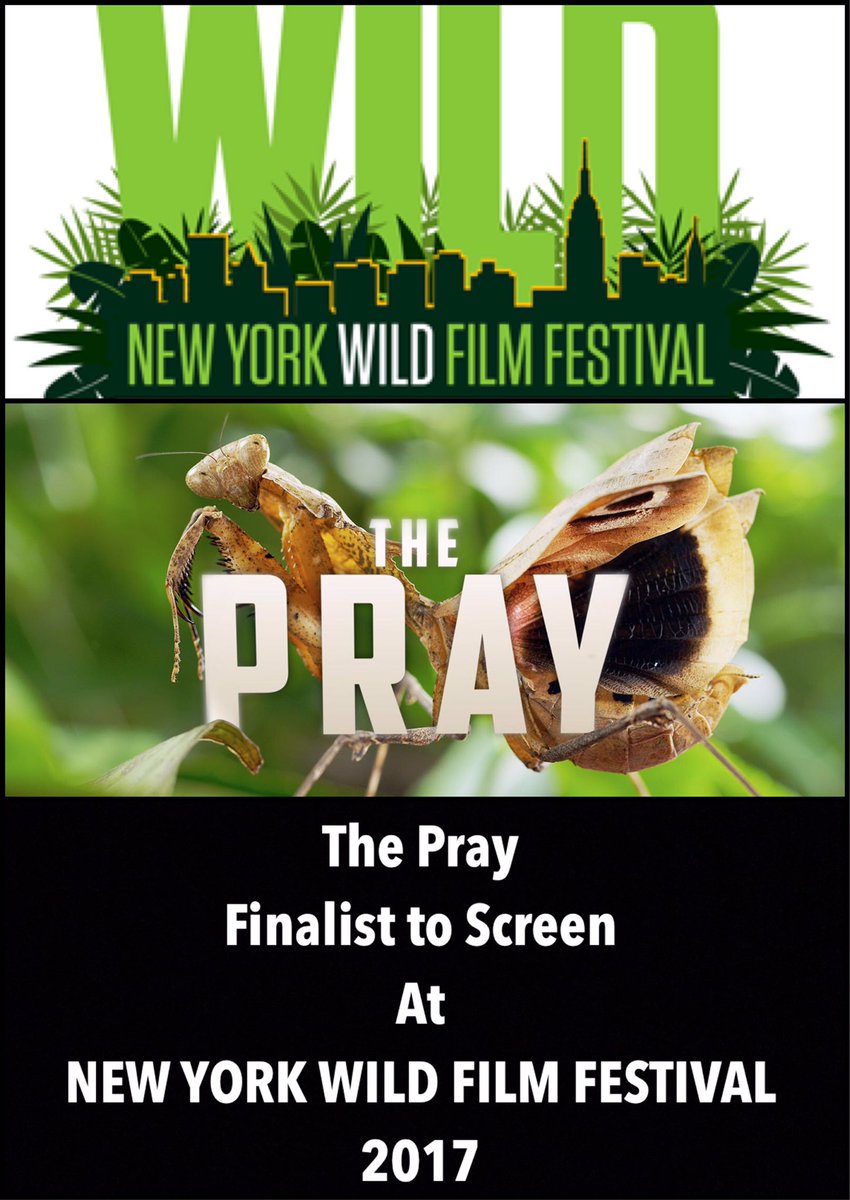 wildlifefilmpro's tweet photo. Delighted to be #finalists in @nyWILDfilmfest with our #movie #ThePray in 2017. #cinematography #insects #macromovie #animals #awards https://t.co/H0zDlqcEXH