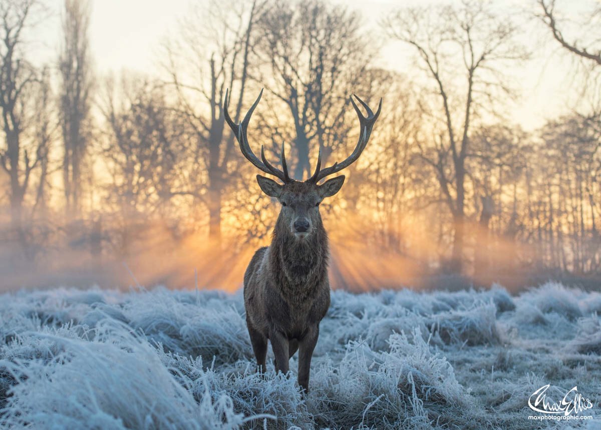 A frosty morning in #RichmondPark caputred by <a href="/maxellis/">Max Ellis</a> - where's your favourite place for a winter walk in London?